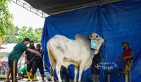 Hangatnya Kebersamaan Iduladha di Komplek PT Timah, Ribuan Paket Daging Dibagikan untuk Warga