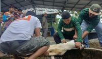 Karyawan PT Timah gotong Royong Salurkan Daging Kurban untuk Masyarakat di Bangka Barat