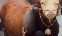 Sapi Limosin 838 Kg dari Presiden Prabowo Bakal Disalurkan ke Lubuk Pabrik