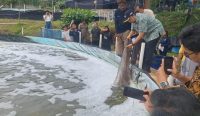 Dinas Perikanan Bangka Tengah Genjot PAD Lewat Budidaya Udang Vaname, Panen hingga 350 Kilogram