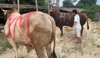 Yogi Maulana Salurkan 5 Hewan Kurban di Bangka Selatan, Termasuk Limosin dan Brahman Seberat 1 Ton