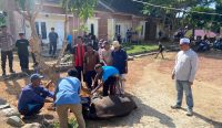 Perkuat Sinergi, Polsek Lepar Pongok dan Warga Sembelih Hewan Kurban Bersama