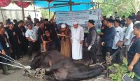 Wali Kota Udin Hadiri Penyembelihan Sapi Kurban Prabowo di Ketapang, Warga Sambut Hangat 
