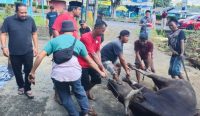 PWI Bangka Belitung dan Kabupaten Potong 11 Hewan Kurban di Momen Iduladha 1447 H