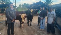 SPPG di Sekar Biru Salurkan Dua Ekor Sapi Limosin untuk Kurban Warga