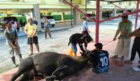 DPRD Babel Sembelih Satu Sapi dan Kambing, Perkuat Kebersamaan dan Rasa Kepedulian