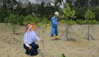 Puluhan Ribu Mangrove Ditanam Sepanjang 2025, PT Timah Dukung Target Net Zero Emissions 2060