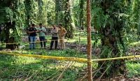 Warga Kelapa Geger, Sesosok Mayat Pria Ditemukan Tergantung di Pohon Sawit