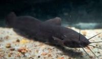 Menjaga Permata Tersembunyi: Urgensi Konservasi Ikan Endemik Bangka Belitung dan Peran Strategis Yayasan Konservasi