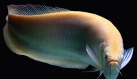 Silver Arowana (Osteoglossum bicirrhosum) Sumber : Vocal media
