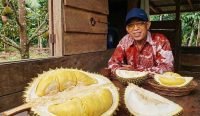 Kisah Inspiratif H. Ulung: Dulu Meminta Bekas Gigitan Tupai Pun Tak Diberi, Kini Punya 1.000 Pohon Durian