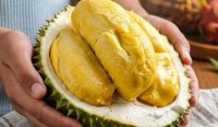 Mencari Raja Durian Babel: Kontes Durian Lokal di Desa Pelangas Resmi Dibuka