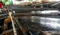 Dari Meja Goyang Menuju Panggung Dunia