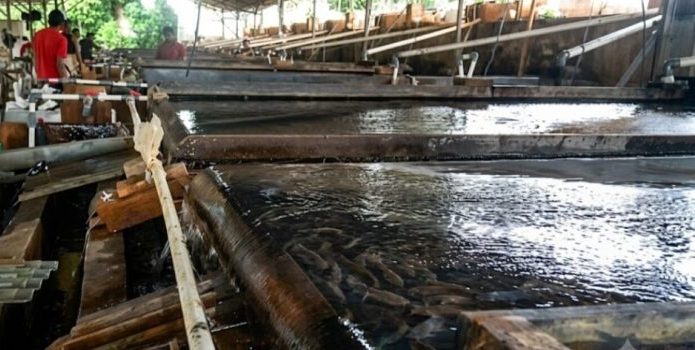 Dari Meja Goyang Menuju Panggung Dunia