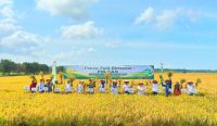 Sinergi Bangun Lumbung Pangan, Pemkab Bangka Selatan Sukses Panen Padi PM-AAS di Batu Betumpang