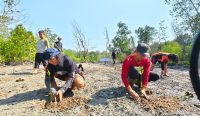 AJI Pangkalpinang dan Yayasan Kelekak Hijau Lestari Tanam Ratusan Mangrove di DAS Hakok