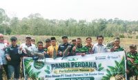 Sentuhan PT Timah Buat Lahan Pertanian Kundur Produktif, Poktan Bina Tani Tailong Panen Nanas Perdana