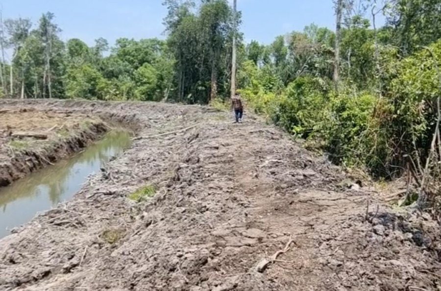 Ini Kata Bupati Babar terkait Pembangunan Pabrik Sawit Diduga Babat Hutan DAS Buton di Tumbak