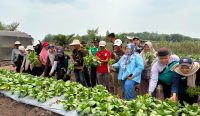 Tim Ekspedisi Patriot IPB University Perkuat Mutu Pascapanen dan Akses Pasar Hortikultura di Batu Betumpang