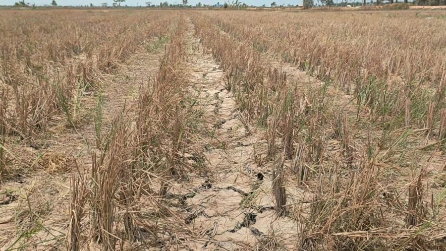 Dampak Kekeringan Meluas, 1.673,14 Hektare Sawah di Bangka Selatan Belum Bisa Digarap